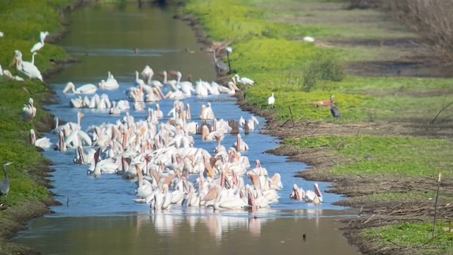 American White Pelican - ML642141773