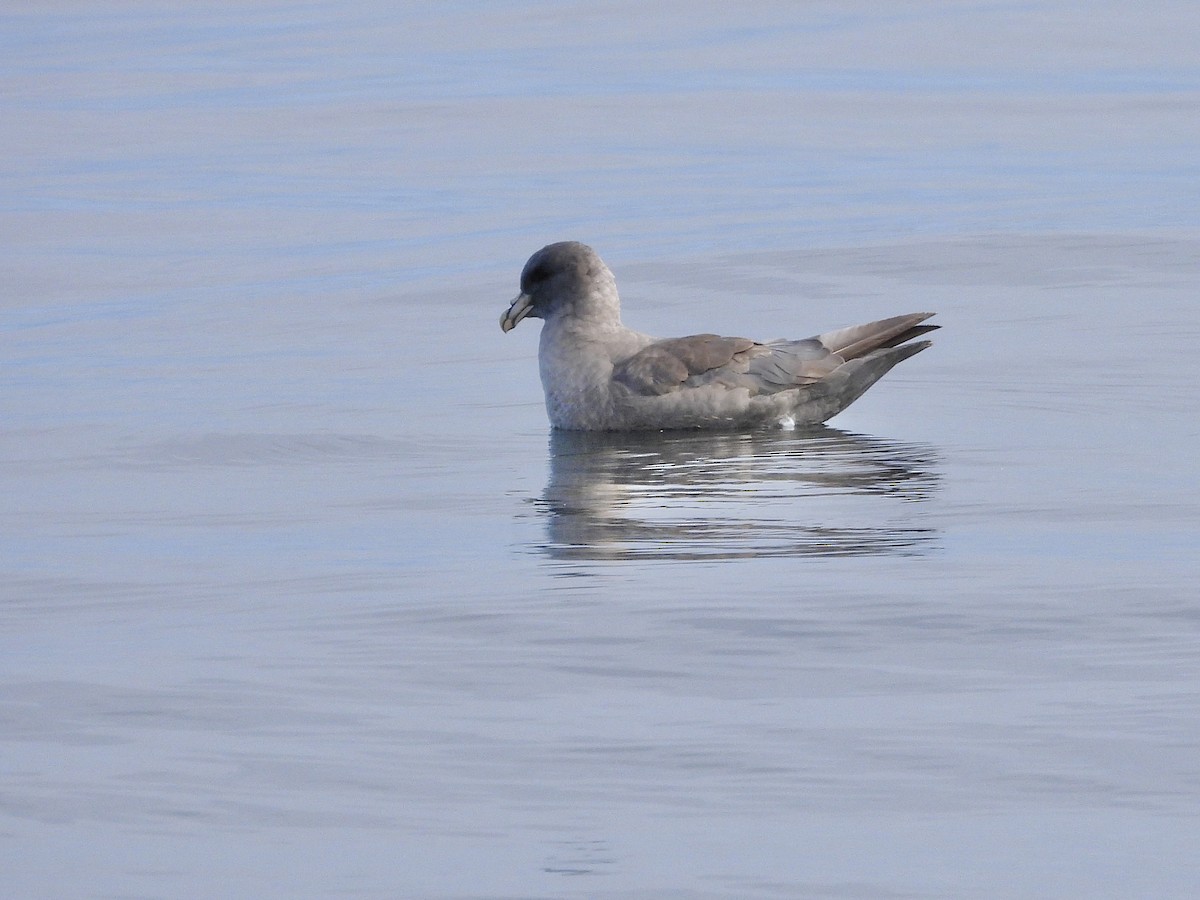 Northern Fulmar - ML642141774