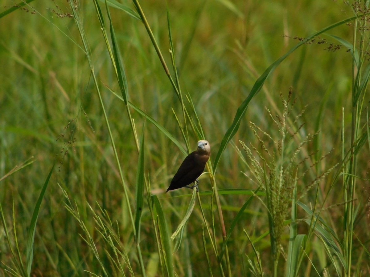 White-headed Munia - ML642141789