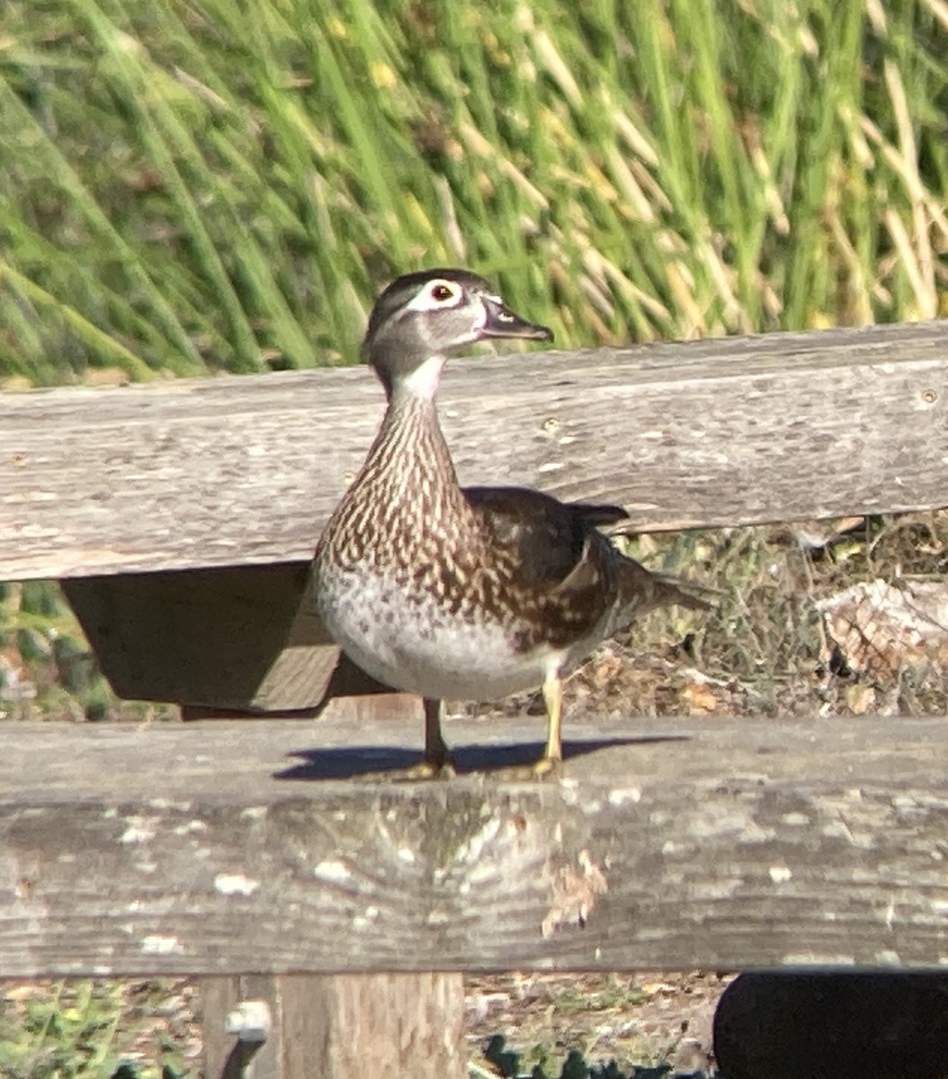 Canard branchu - ML642141790