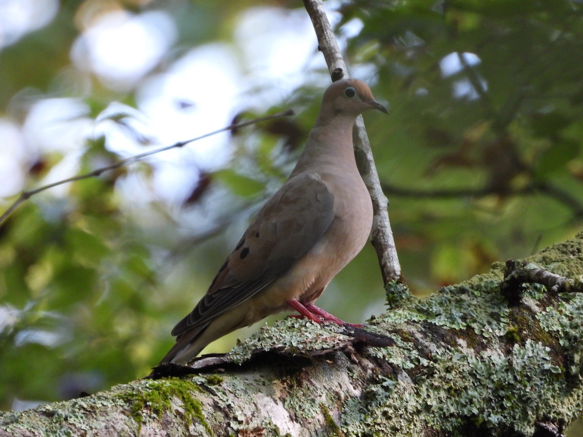Mourning Dove - ML642141832
