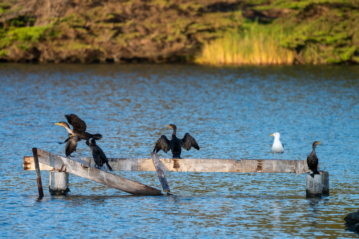 Cormoran à aigrettes - ML642141834