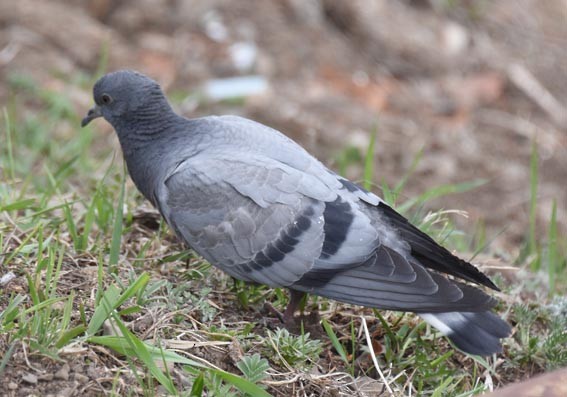 Hill Pigeon - ML642141840