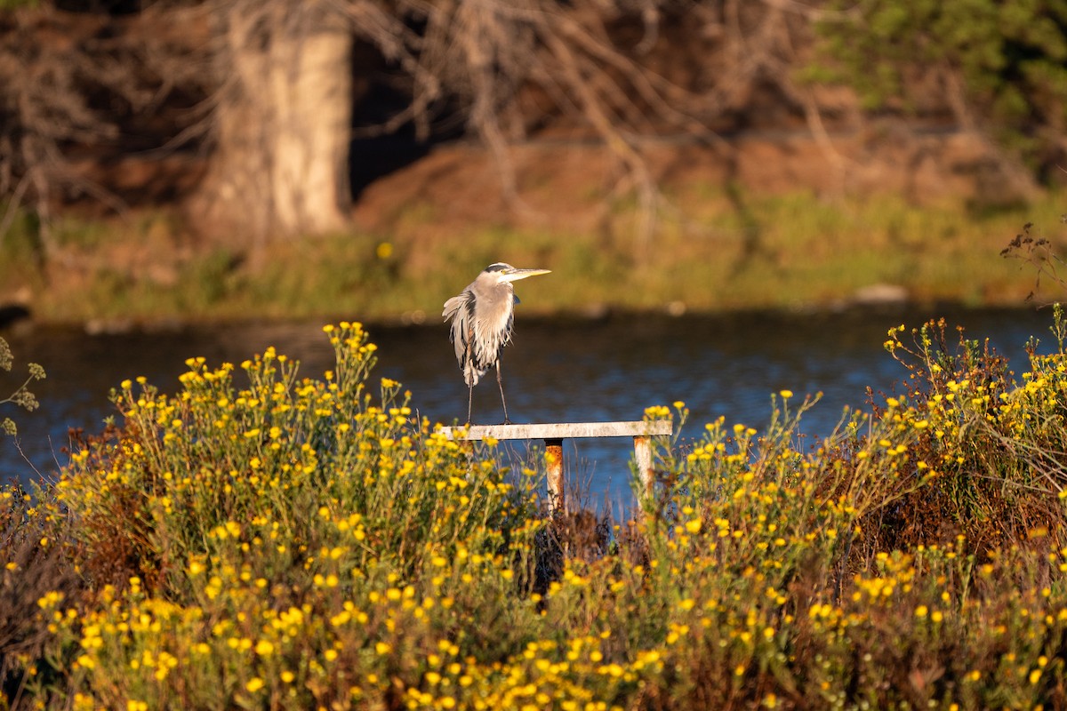 Great Blue Heron - ML642141842