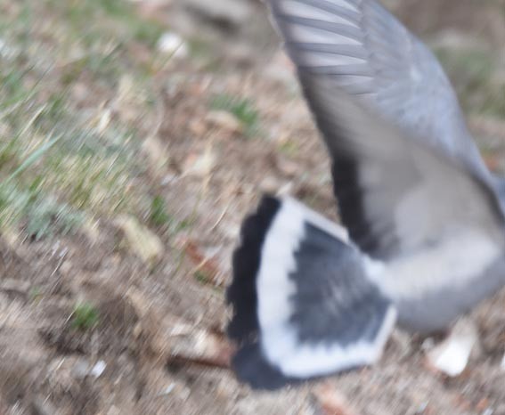 Hill Pigeon - ML642141843