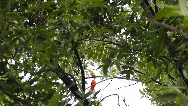 Piranga vermillon - ML642141845
