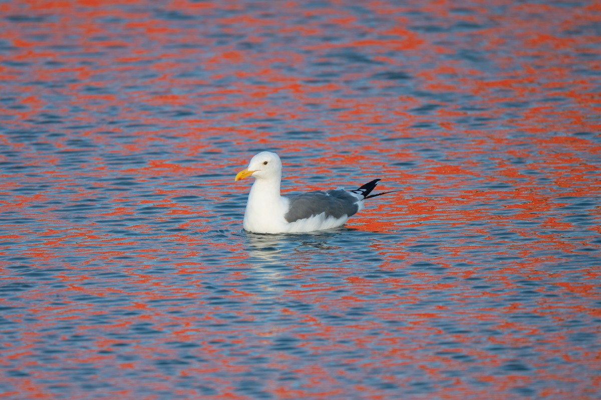 Goéland d'Audubon - ML642141849