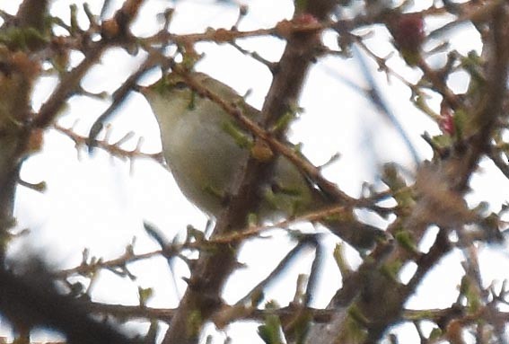 Mosquitero Bilistado - ML642141853