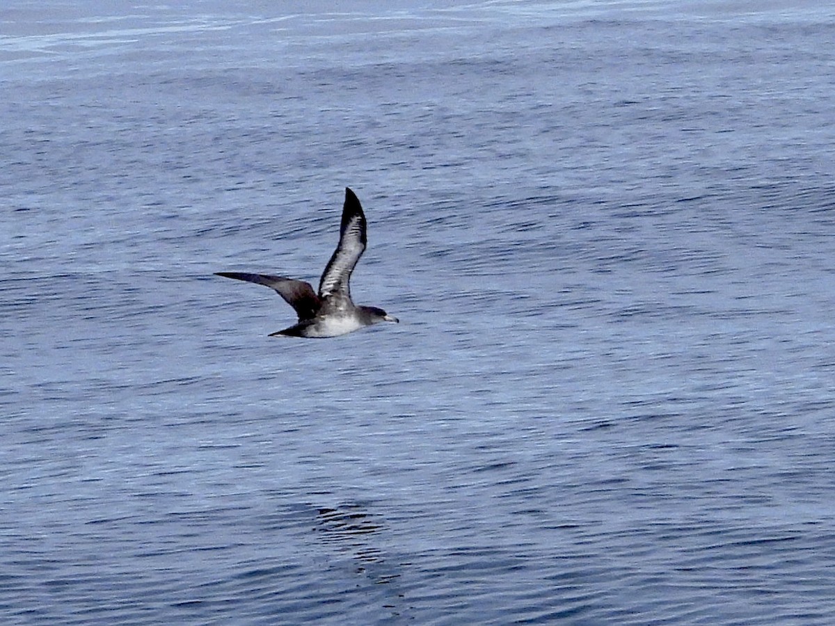 buřňák růžovonohý - ML642141882