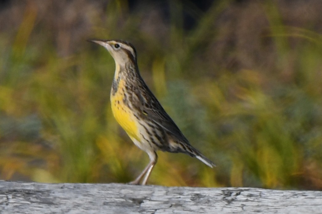 Western Meadowlark - ML642141893