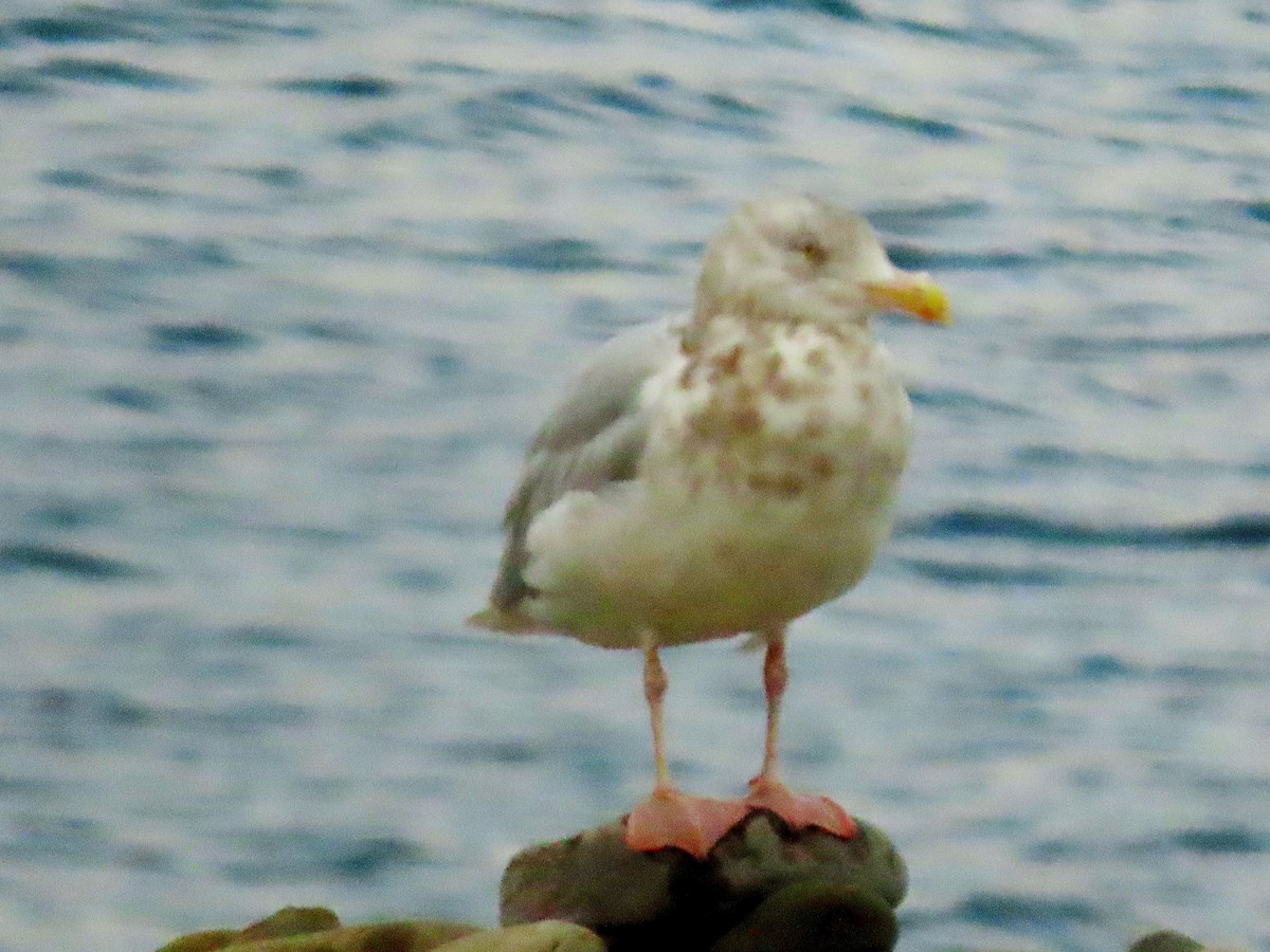 Glaucous Gull - ML642141904