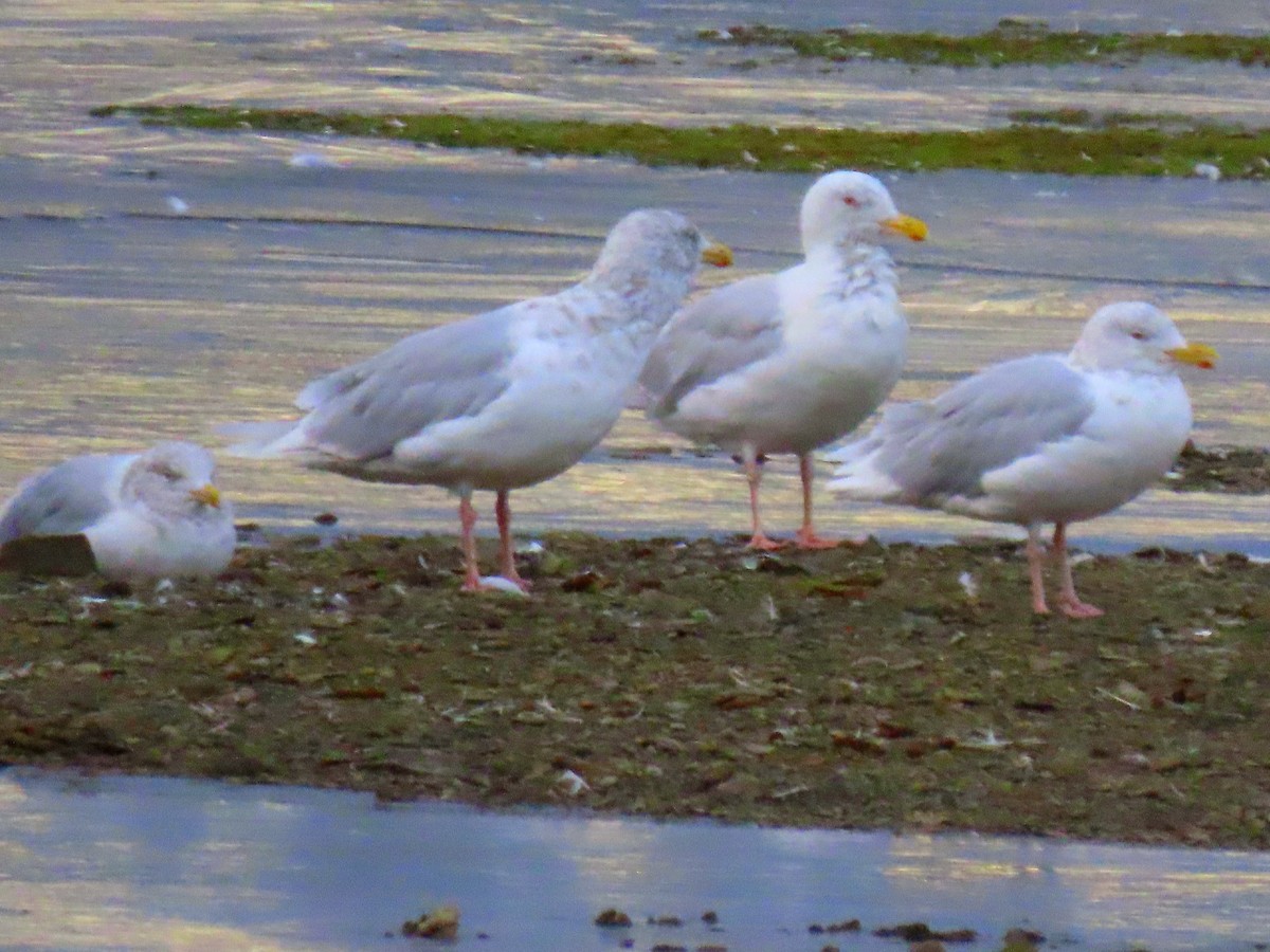 Glaucous Gull - ML642141906