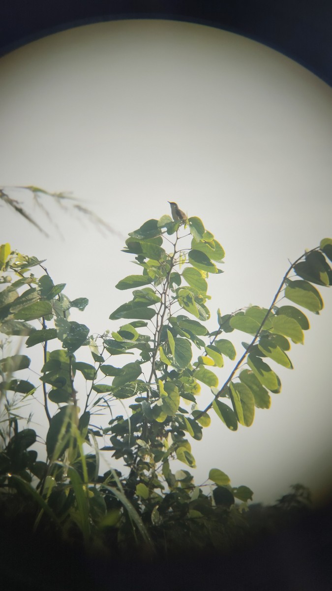 Ashy Prinia - ML642141907