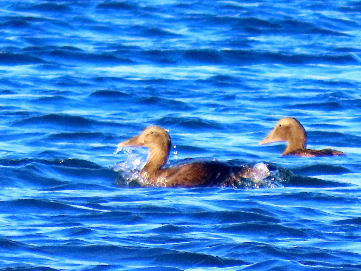 Common Eider - ML642141909