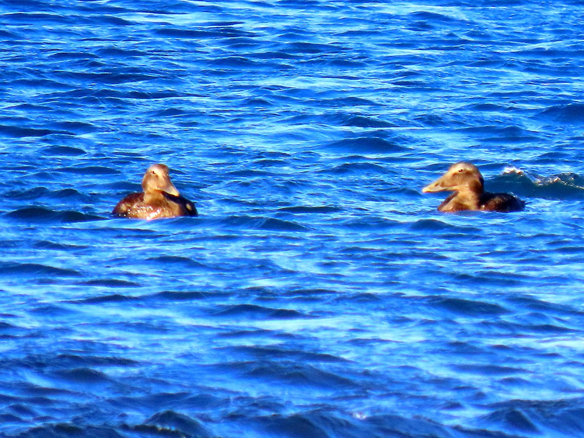 Common Eider - ML642141912