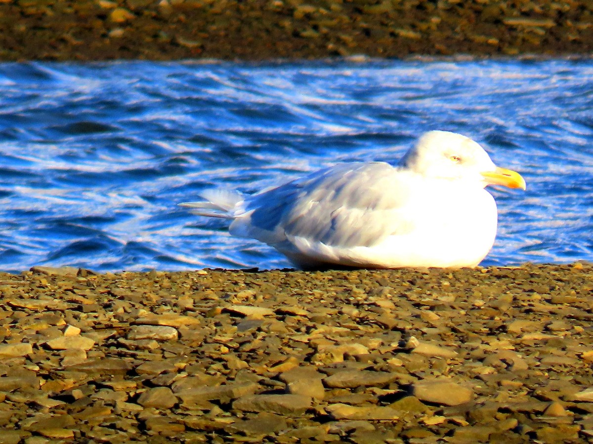 Glaucous Gull - ML642141916