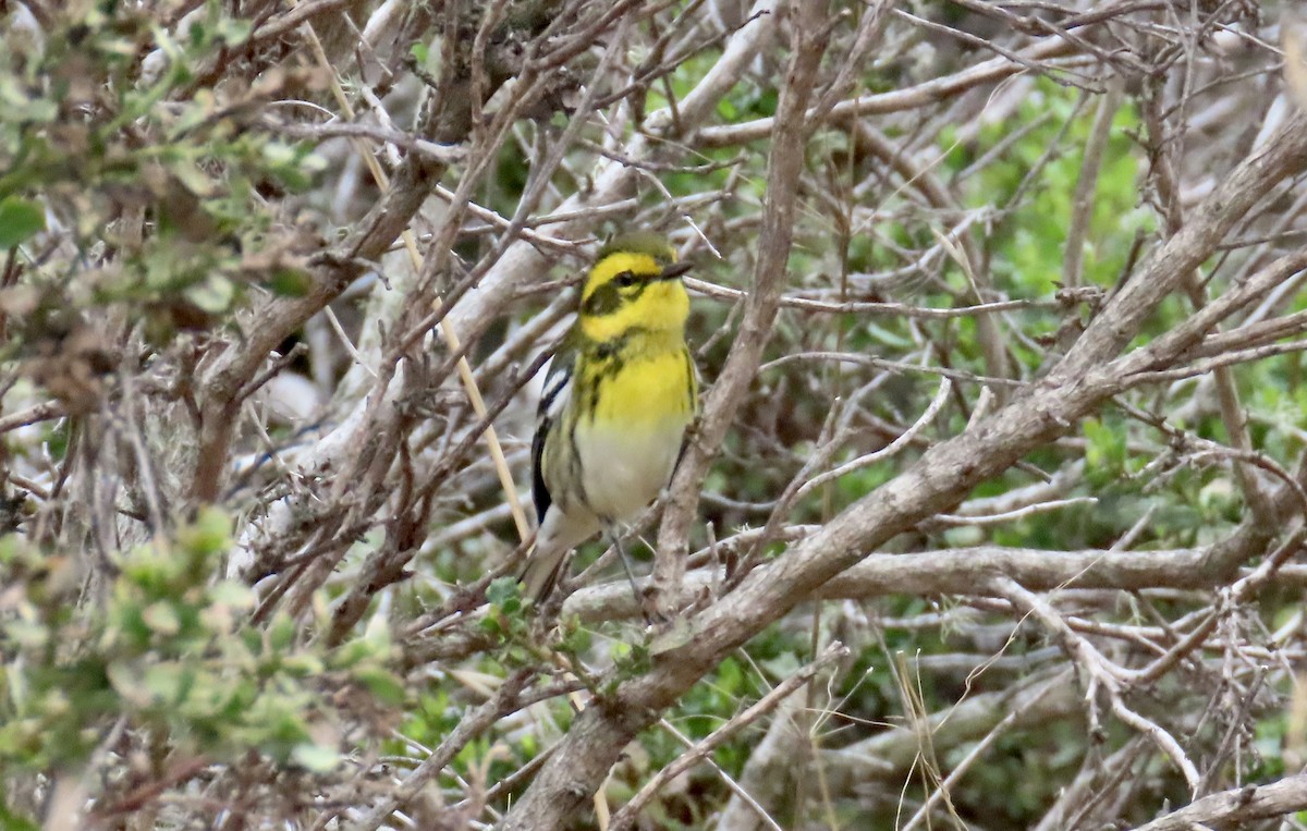 Townsend's Warbler - ML642141921