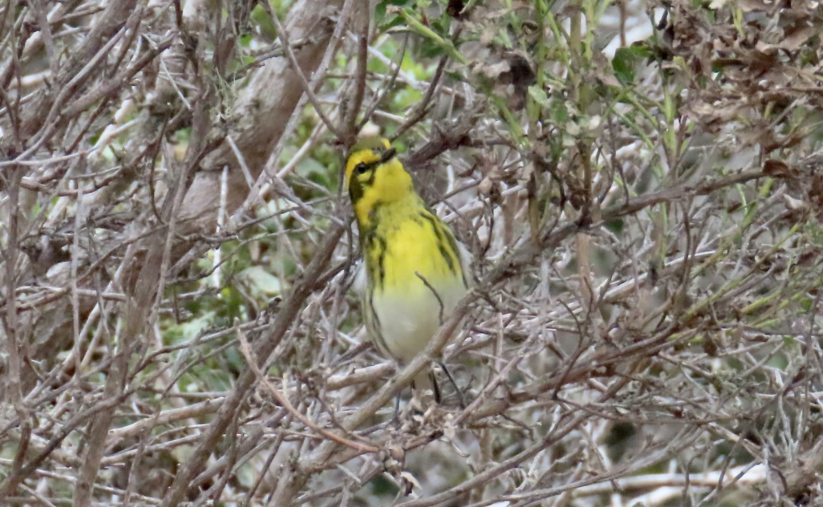 Townsend's Warbler - ML642141924