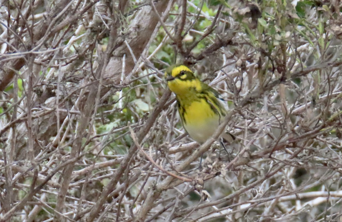 Townsend's Warbler - ML642141925