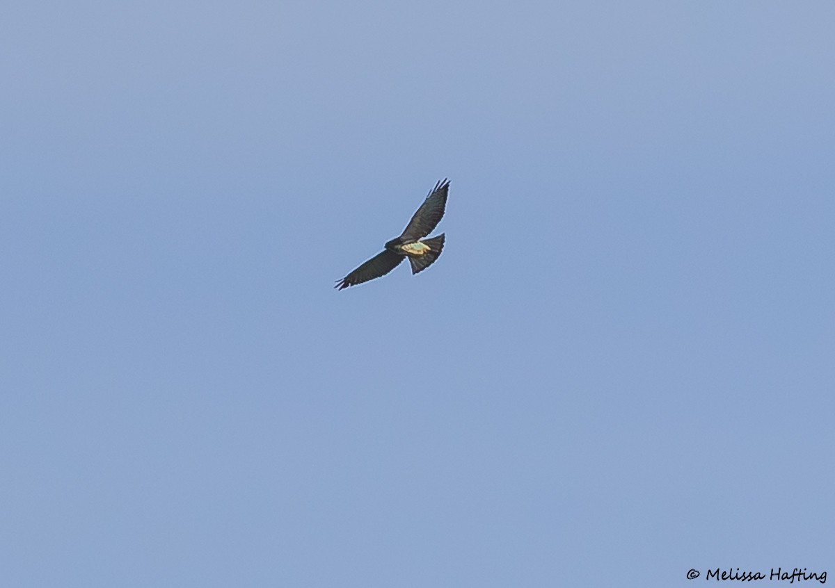 Broad-winged Hawk - ML642141926