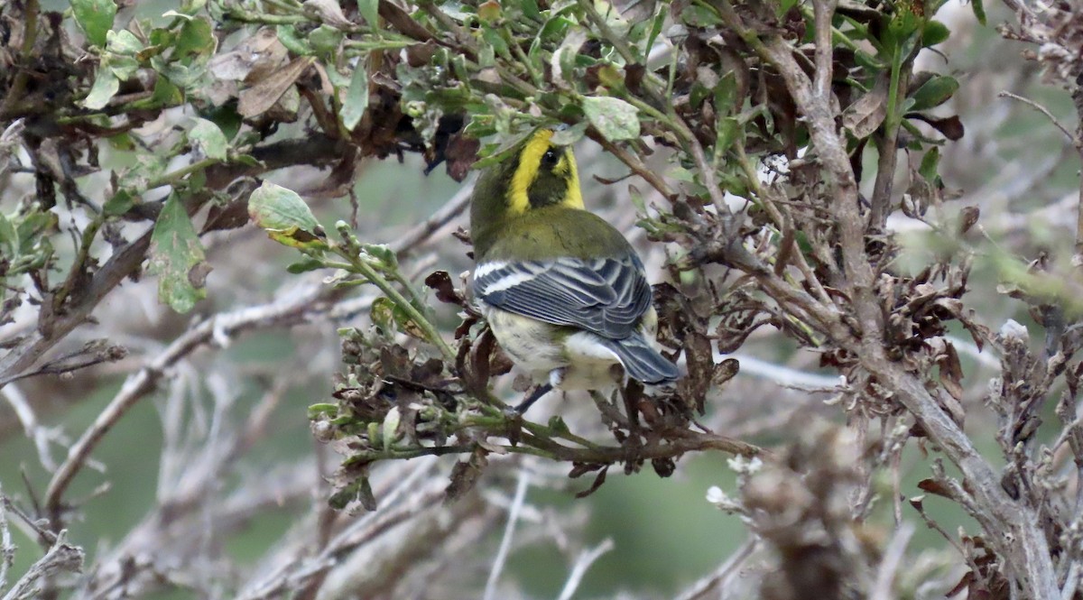 Townsend's Warbler - ML642141928