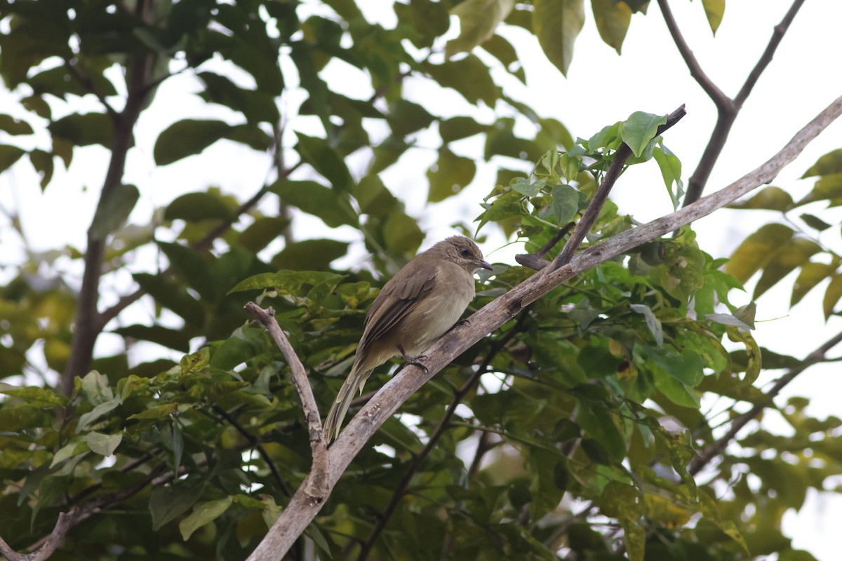 Bulbul de Conrad - ML642141939