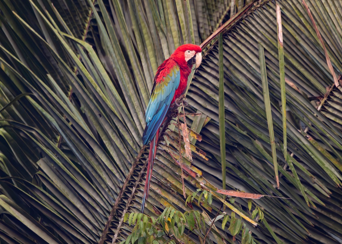 Red-and-green Macaw - ML642141946