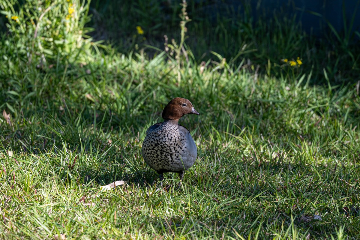 Maned Duck - ML642141948