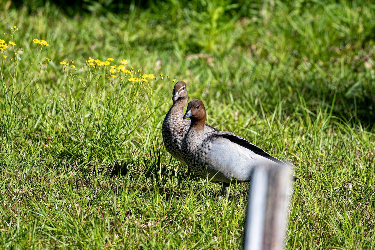 Maned Duck - ML642141949