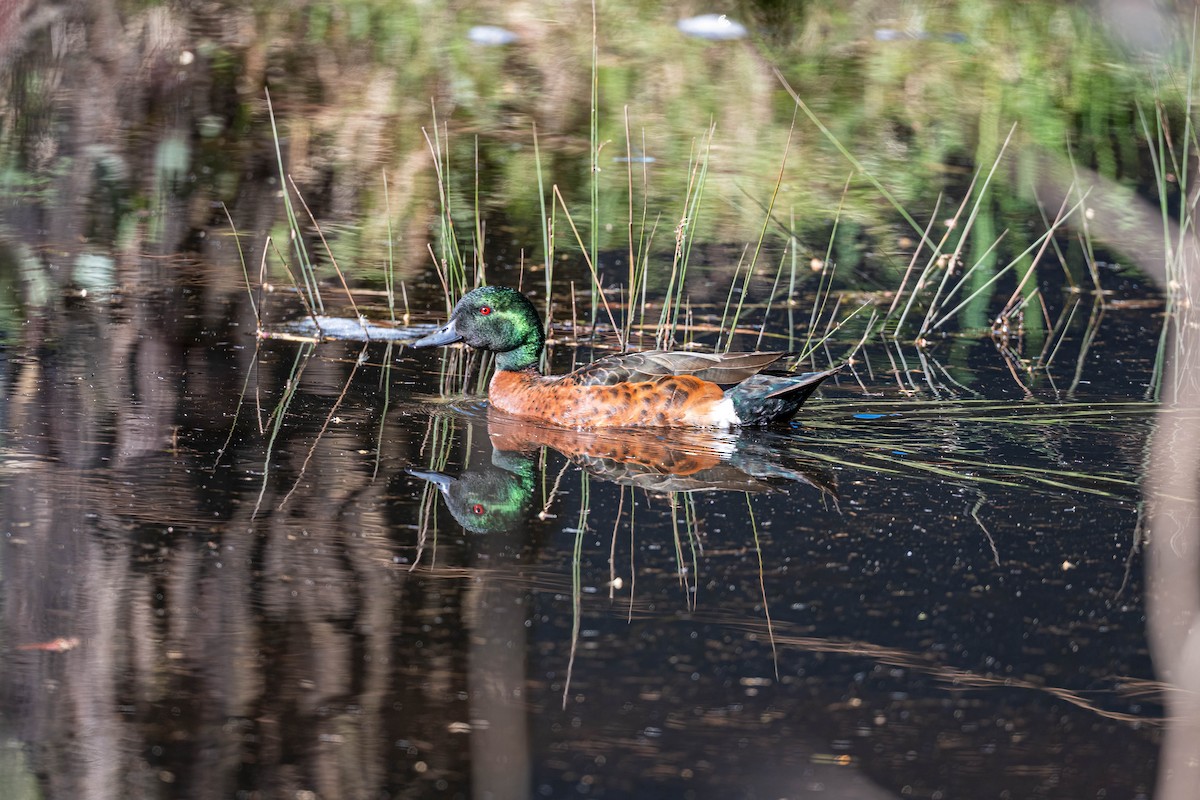 Chestnut Teal - ML642141950
