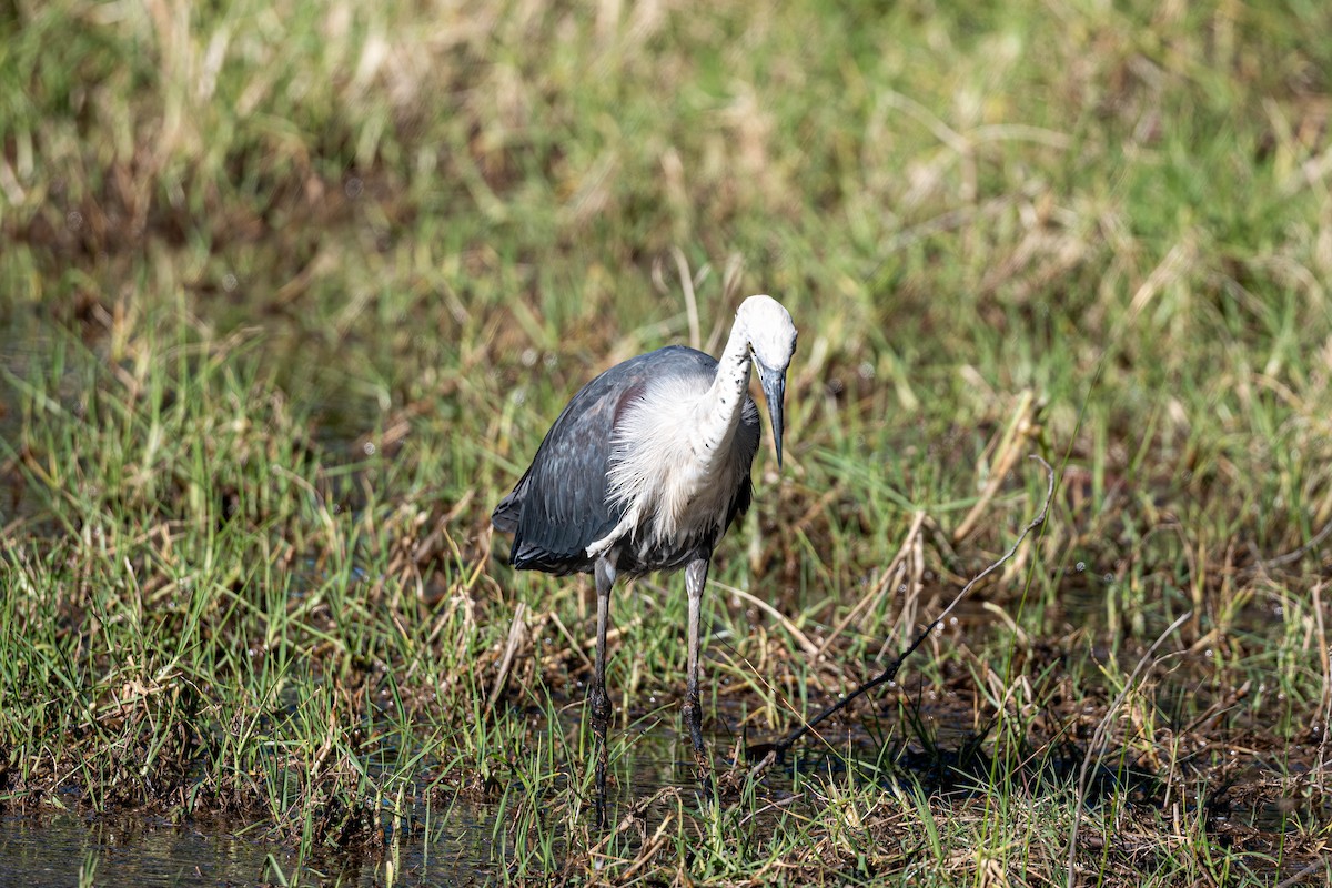Pacific Heron - ML642141953