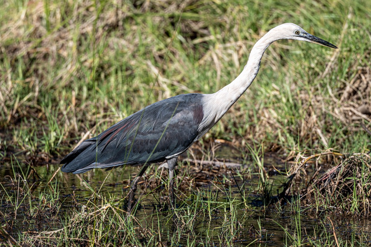 Pacific Heron - ML642141954