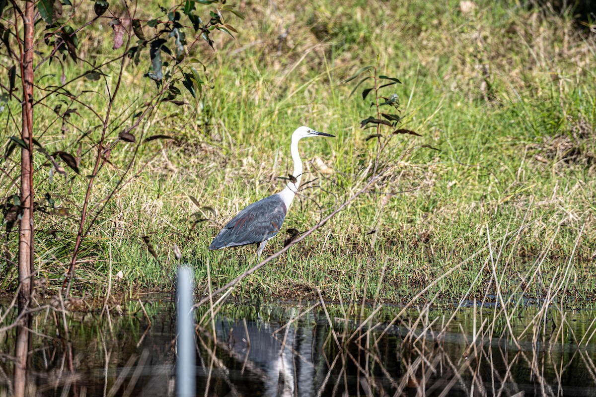 Pacific Heron - ML642141955