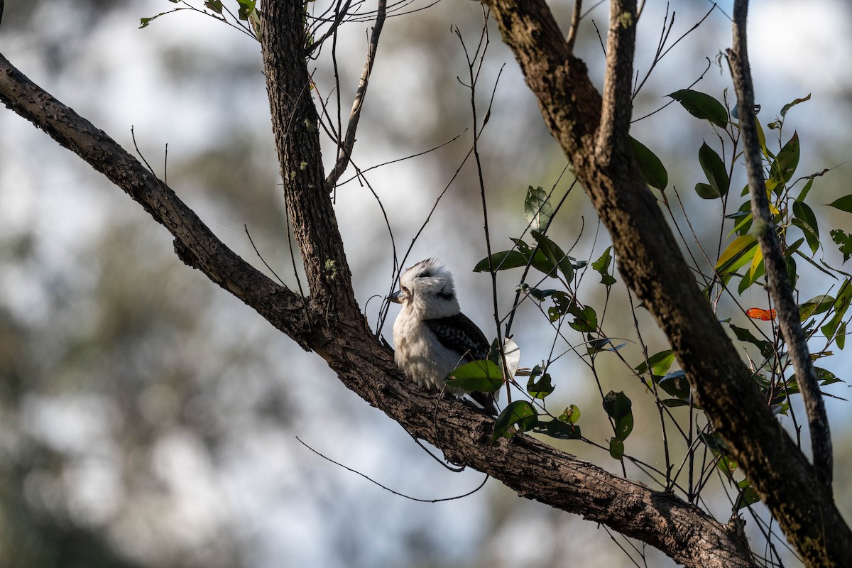 Laughing Kookaburra - ML642141956