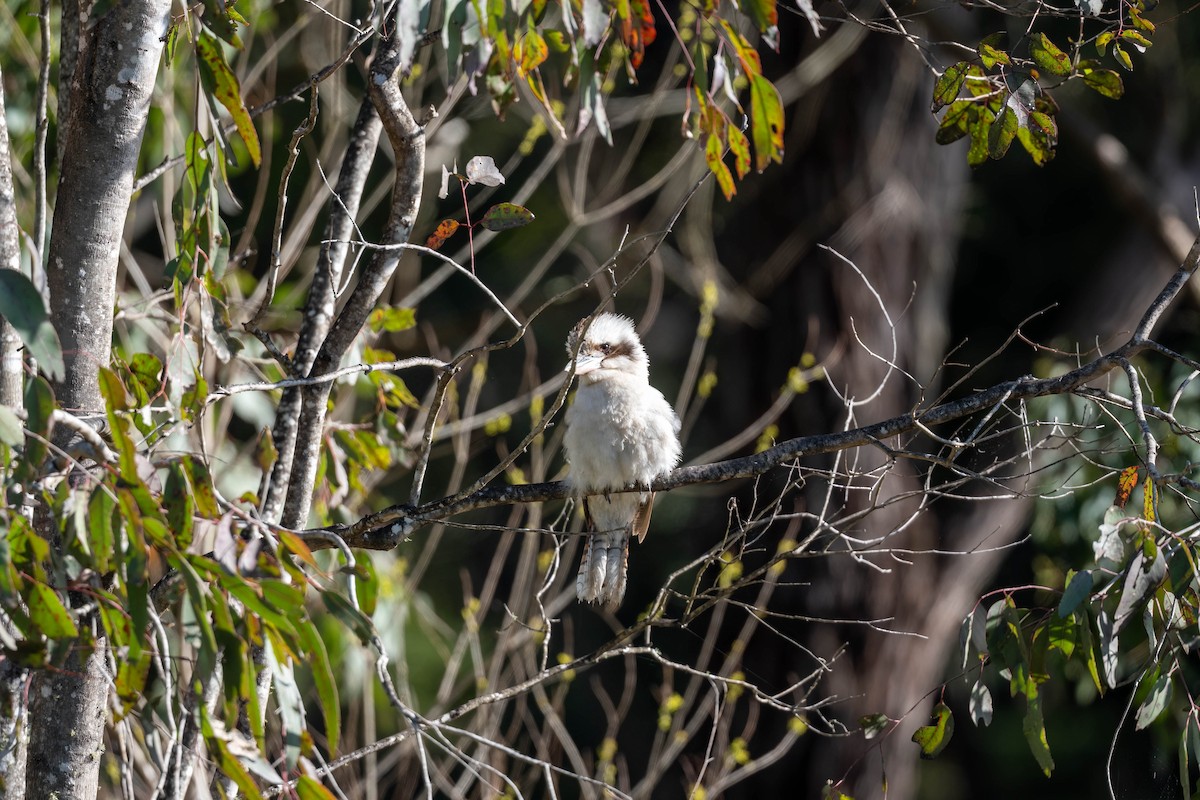 Laughing Kookaburra - ML642141957