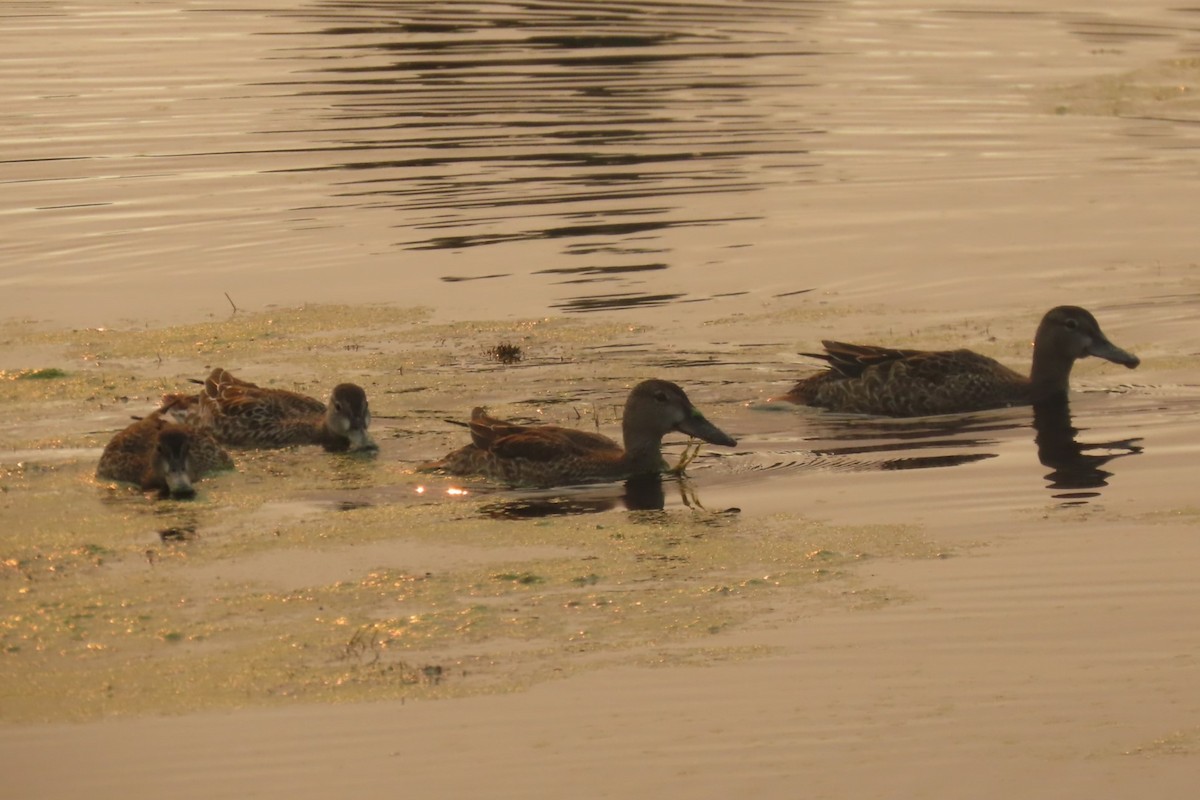 Blue-winged Teal - ML642141958