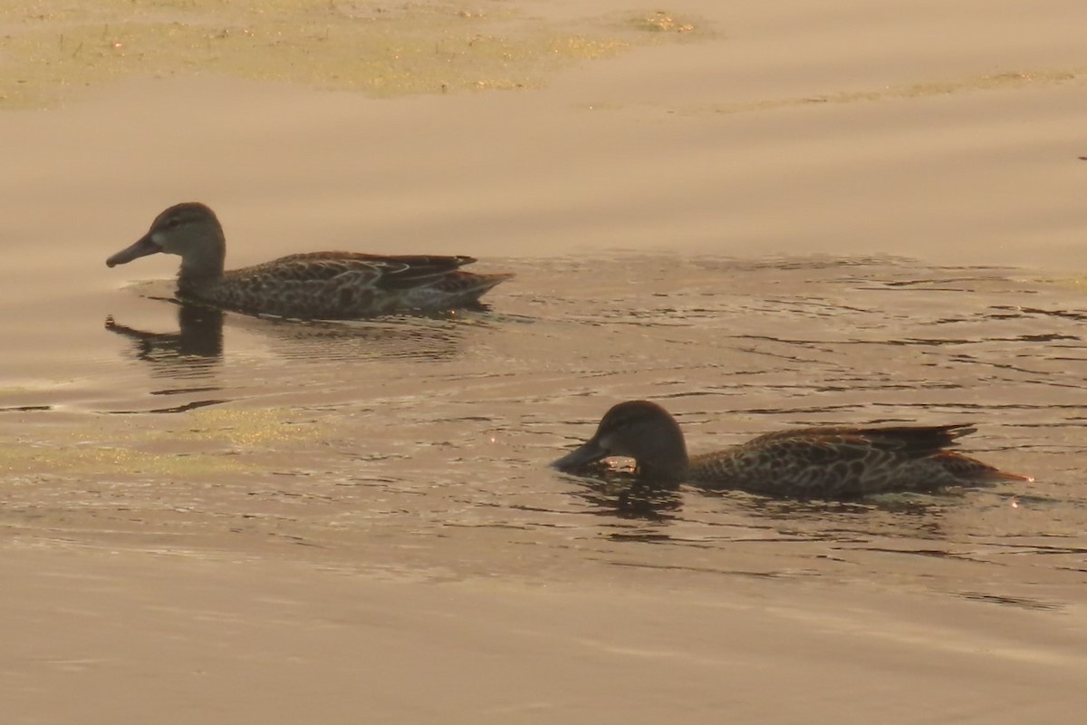 Blue-winged Teal - ML642141960