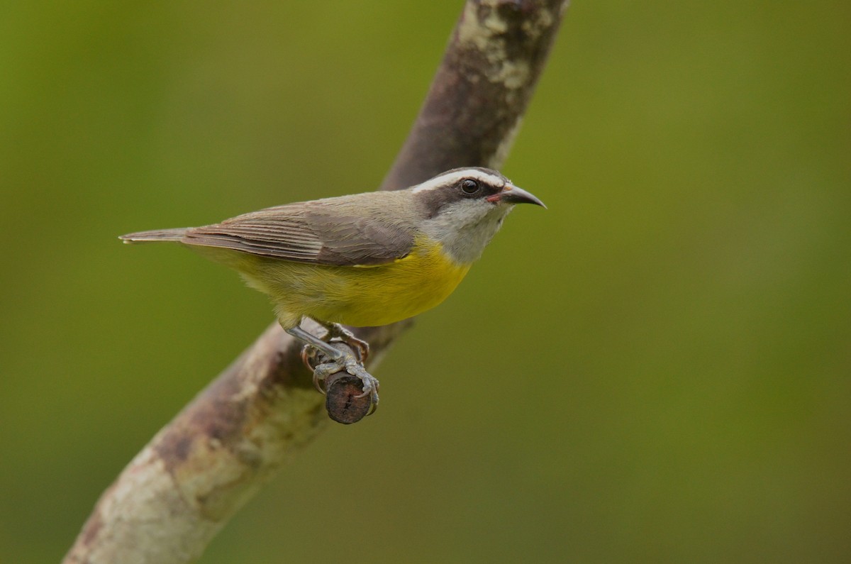 banansmett - ML642141968