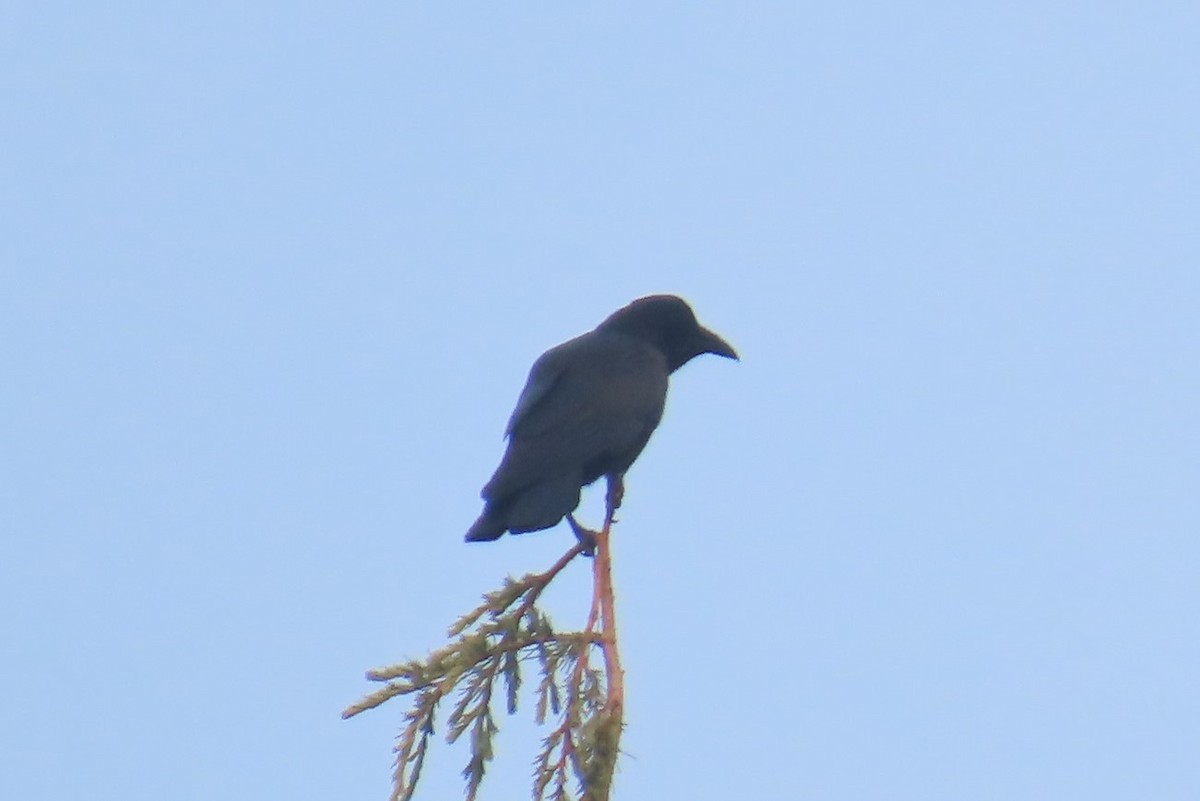 amerikakråke - ML642141980