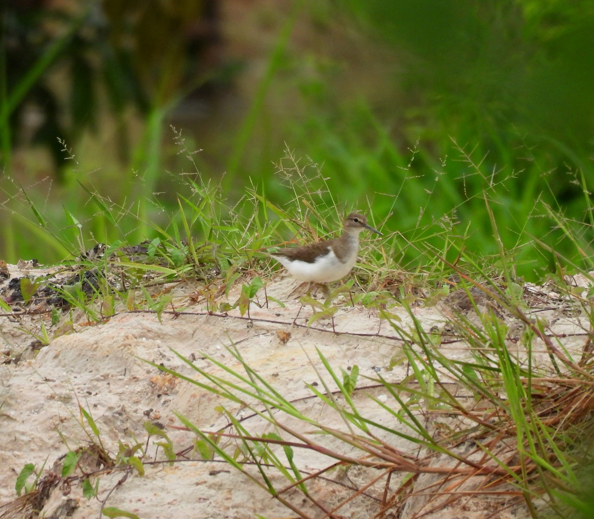 strandsnipe - ML642141981