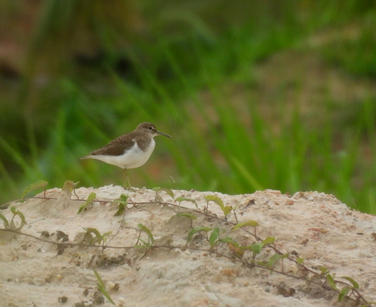 strandsnipe - ML642141984
