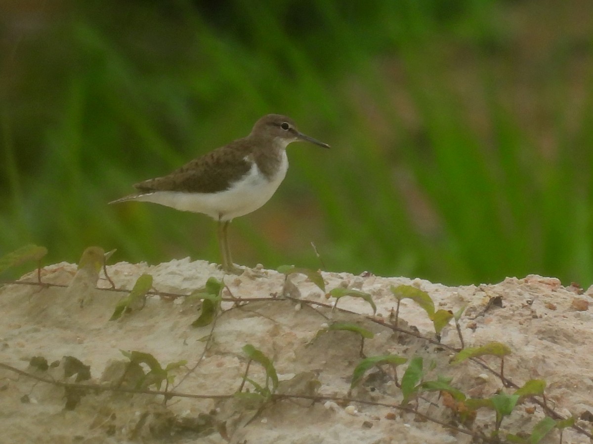 strandsnipe - ML642141988