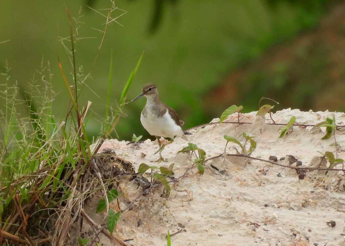 strandsnipe - ML642141989