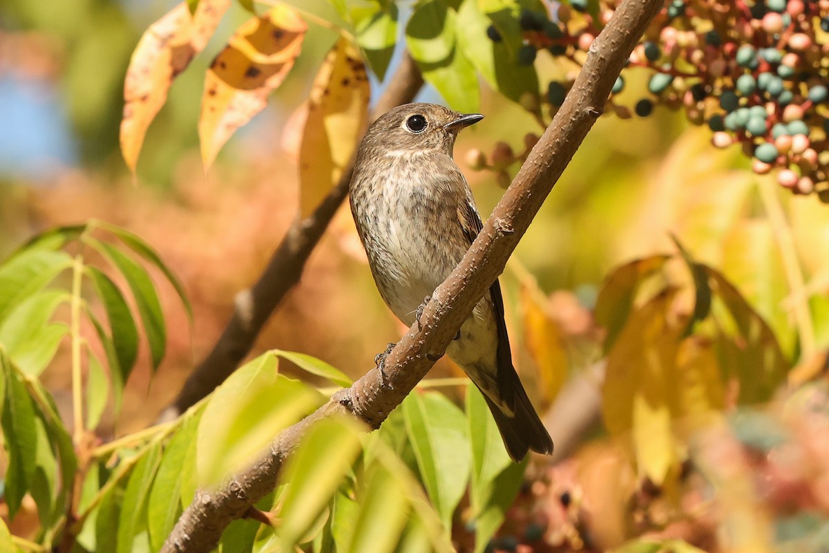Dark-sided Flycatcher - ML642141991