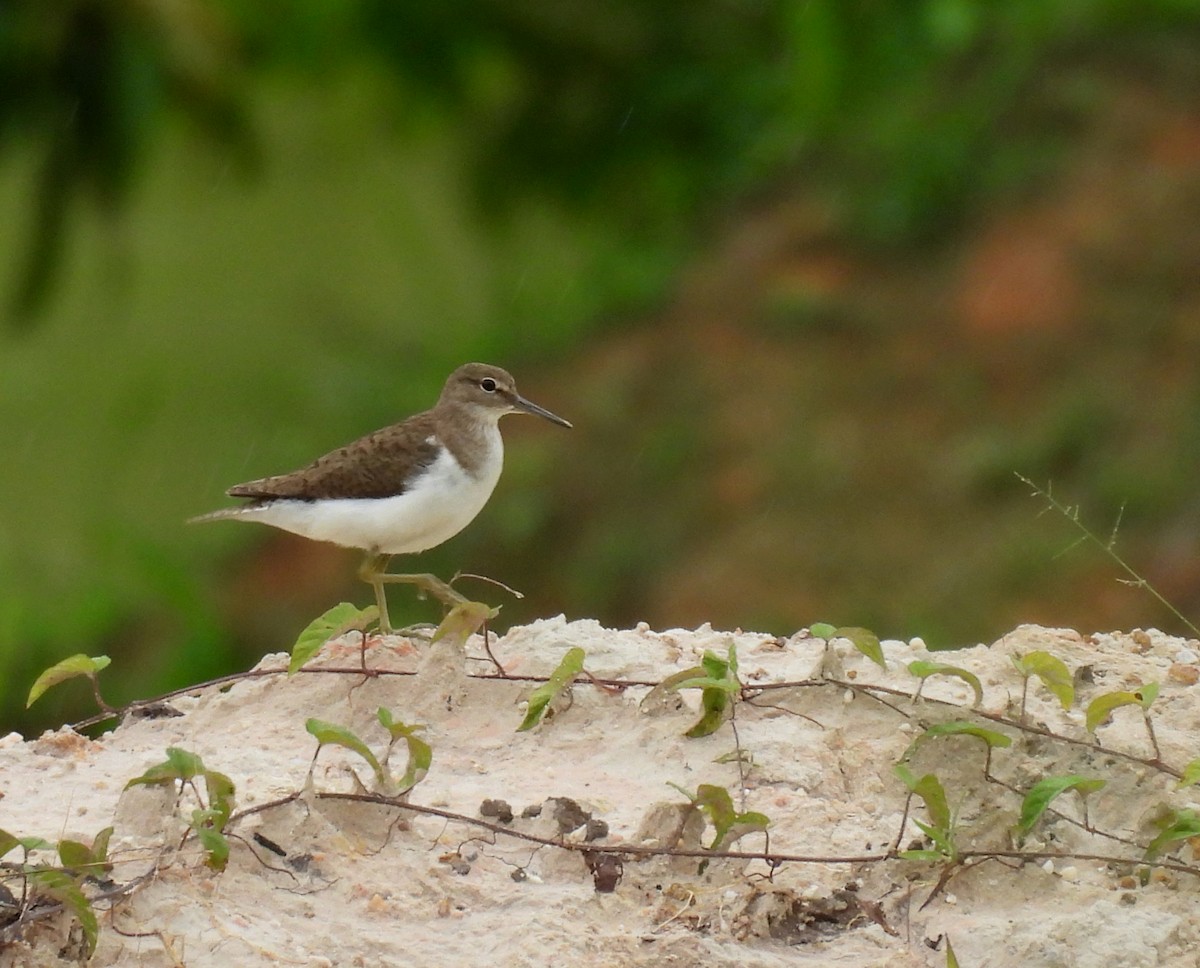 strandsnipe - ML642141992