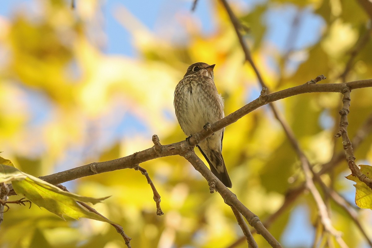 Dark-sided Flycatcher - ML642141993