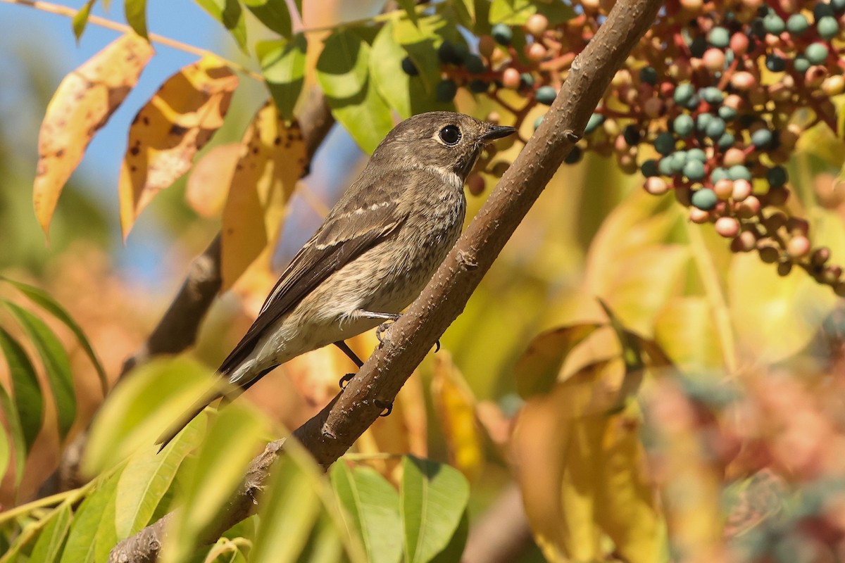 Dark-sided Flycatcher - ML642141994
