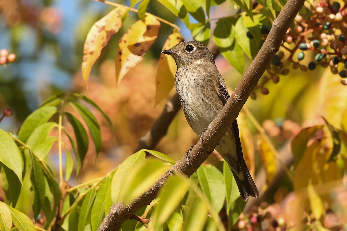 Dark-sided Flycatcher - ML642141995