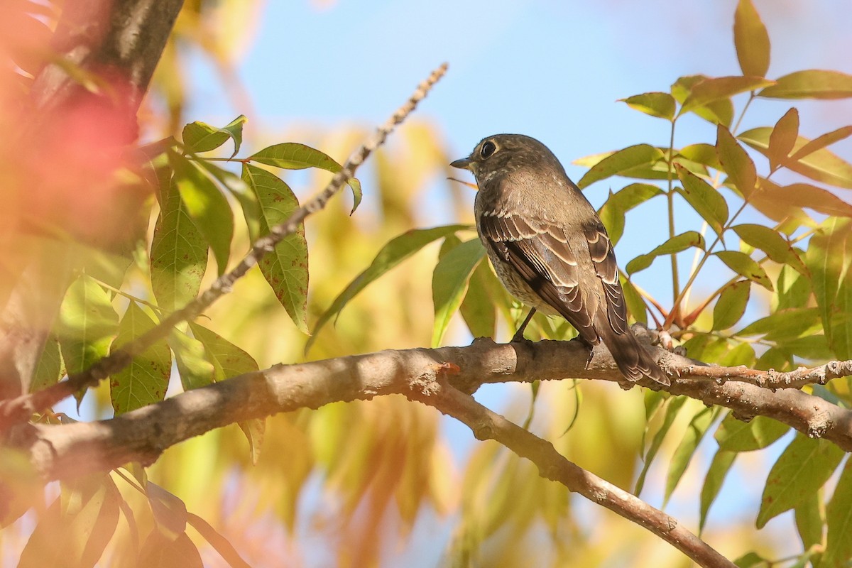 Dark-sided Flycatcher - ML642141996
