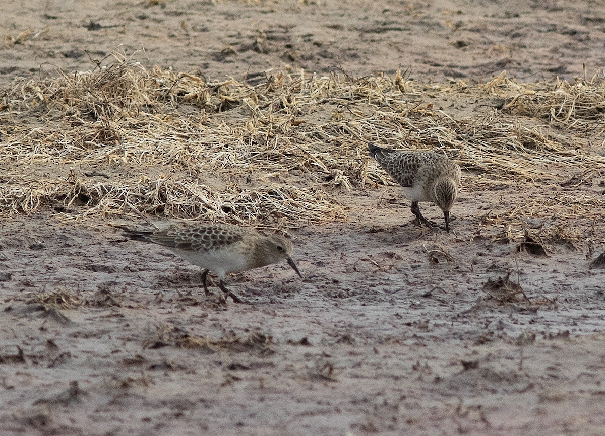 gulbrystsnipe - ML642142004